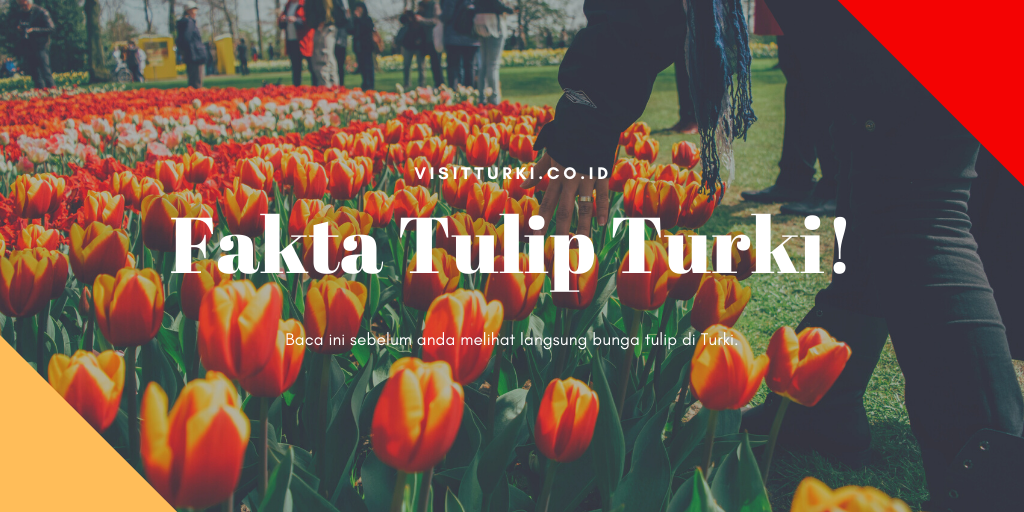 Fakta promo festival bunga tulip turki